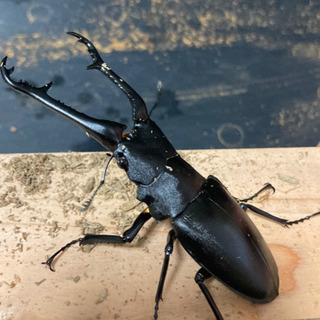 ギラファノコギリクワガタ　♂ 90mm