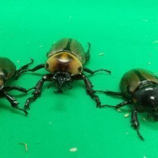 ❰天然採集個体❱カブトムシ・ミヤマクワガタ・ヒラタクワガタ・ノコ...