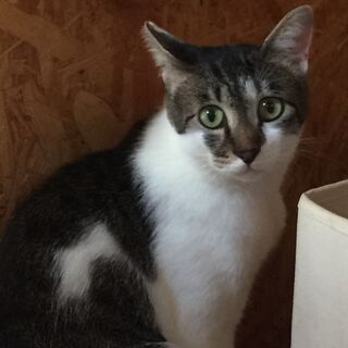 【まだまだ募集中】人が大好き✨キジ白★1歳の男の子★とっても性格...