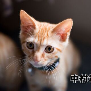 縁の下で産まれた美男子３兄弟（生後4ケ月） - 北名古屋市