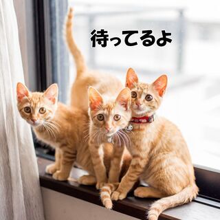 縁の下で産まれた美男子３兄弟（生後4ケ月） - 猫