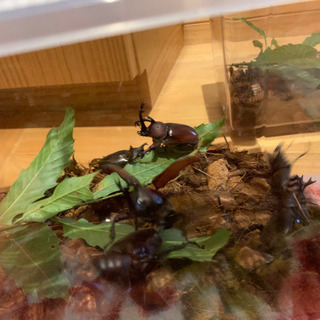 カブトムシ、クワガタ 200円