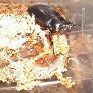 （無料）ギラファノコギリクワガタ♀49.5㎜　使用済