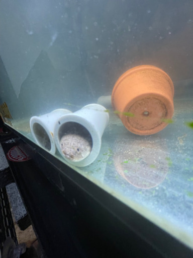 90㎝水槽&生体セット