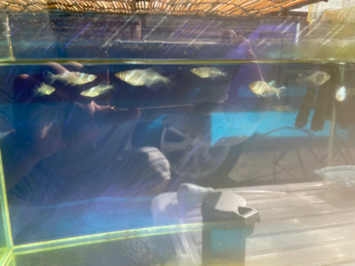 ドラゴンブルー　メダカ　成魚　産卵中　17匹　お値下げしました