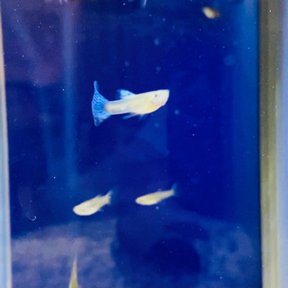 国産グッピー　の画像