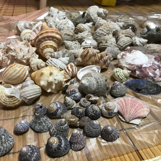 貝殻いろいろ　
