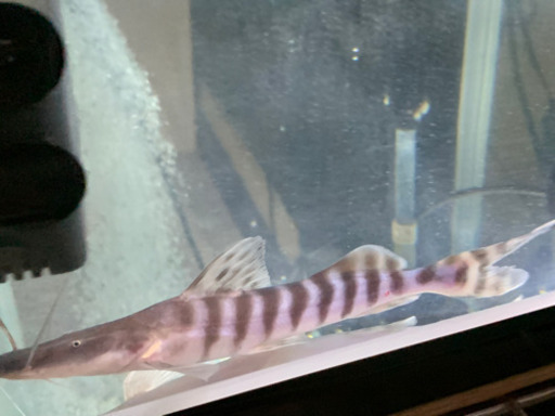 ゼブラキャット　目測20㎝
