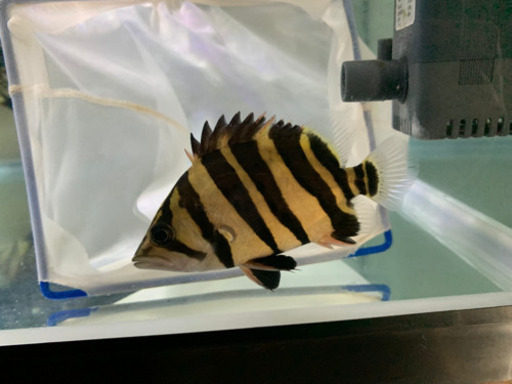 ダトニオプラスワン　スマトラタイガー目測10㎝