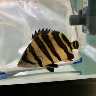 ダトニオプラスワン スマトラタイガー目測10㎝