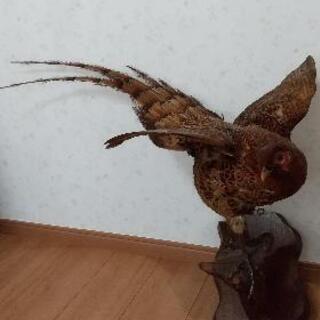 【値下げしました!！】キジ  剥製の画像