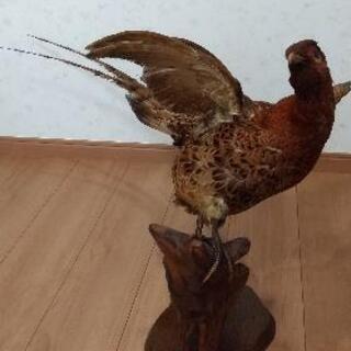 【値下げしました!！】キジ  剥製の画像