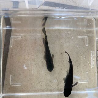 ブラックダイヤ　メダカ　成魚の画像