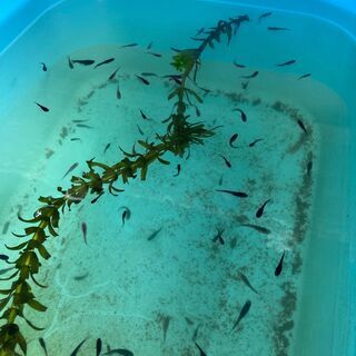 ブラックダイヤ　メダカ　成魚の画像