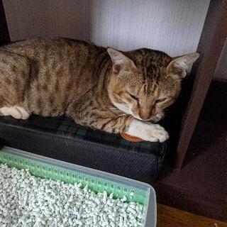 【急募・7/30まで】大人しい成猫