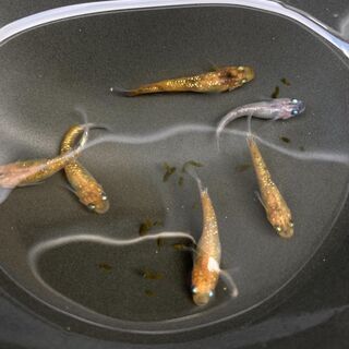 三色ラメ　メダカ　有精卵20個(15個＋補償分5個) の画像