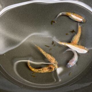 三色ラメ　メダカ　有精卵20個(15個＋補償分5個) の画像