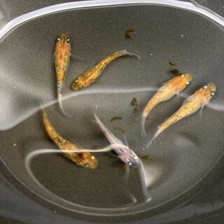三色ラメ　メダカ　有精卵20個(15個＋補償分5個) の画像