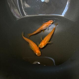 楊貴妃めだか　幼魚・若魚