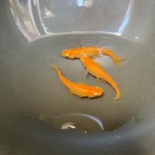楊貴妃めだか　幼魚・若魚の画像
