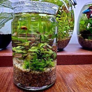 ミニ ボトルアクアリウム(2)