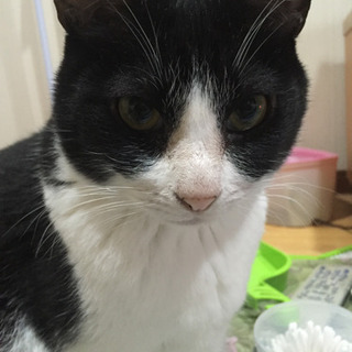 猫♀ 正確な年齢不明 