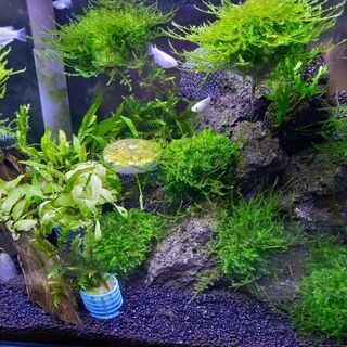 美　ｳｫｰﾋﾟﾝｸﾞﾓｽの画像