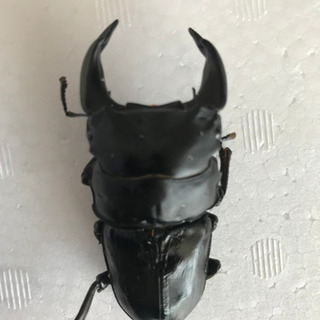 新成虫　オオクワガタペア