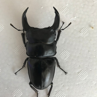 オオクワガタ新成虫