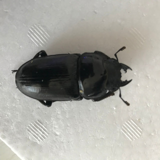 オオクワガタ新成虫の画像