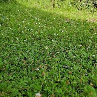 ヒメイワダレソウの画像