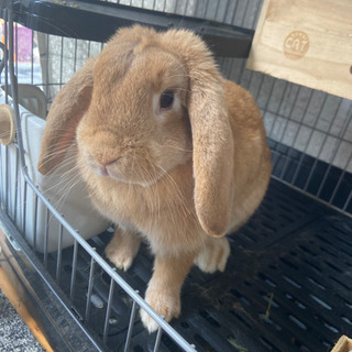 急募30日まで、ホーランドロップイヤー🐰