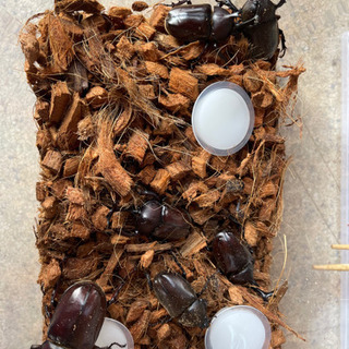 カブトムシ&クワガタ
