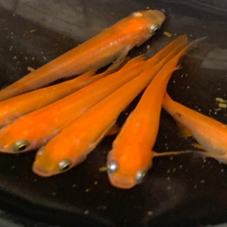 メダカ楊貴妃3匹