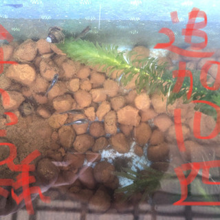 メダカ10匹