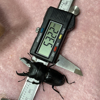 ヒラタクワガタ　オス　50mm〜55mm台　3頭