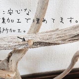 流木止まり木・バードタワーNo.24の画像
