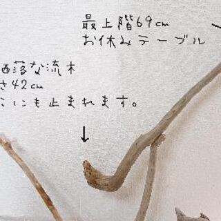 流木止まり木・バードタワーNo.24の画像
