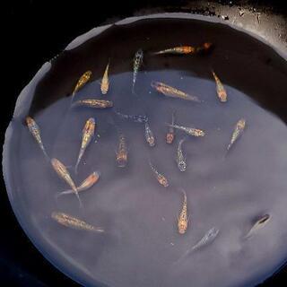 忘却の翼　若魚　メダカ　めだかの画像