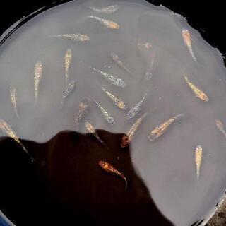 忘却の翼　若魚　メダカ　めだかの画像