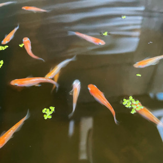 ☀️元気なミックスメダカ☀️(赤・オレンジ・黄)の画像