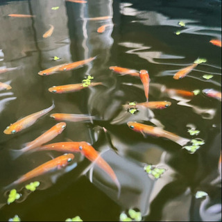 ☀️元気なミックスメダカ☀️(赤・オレンジ・黄)の画像