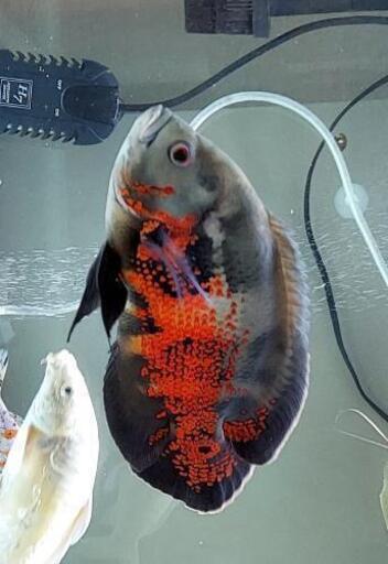 オスカー　熱帯魚