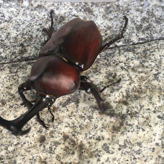自然採取カブトムシペア　ノコギリクワガタメス等