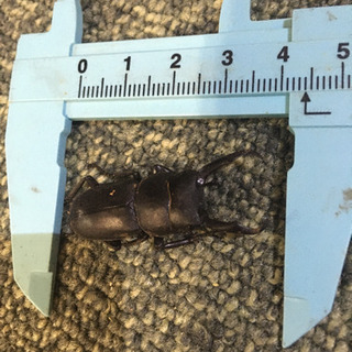 自然採取カブトムシペア　ノコギリクワガタメス等の画像