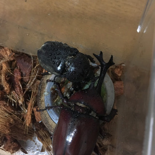 自然採取カブトムシペア　ノコギリクワガタメス等の画像