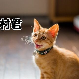 縁の下で産まれた美男子３兄弟（生後4ケ月） − 愛知県
