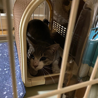 4〜5ヶ月ぐらいの猫
