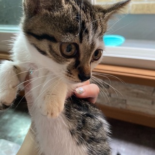 2ヶ月のこにゃんこ