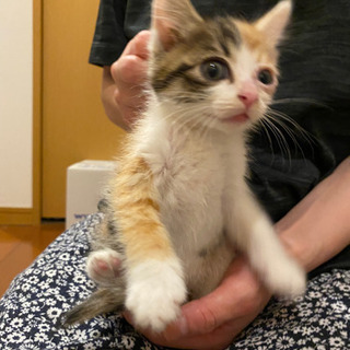 生後4週くらい　ゴロスリ　子猫